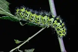 Chenille proche du stade final à la suite de plusieurs mues.