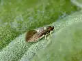 Heliozela sericiella