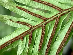 Feille côté spores de Blechnum brasiliense