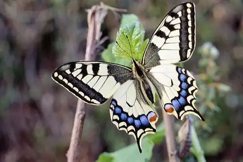 Le machaon.