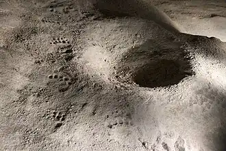 05&nbsp;: Empreintes d’ours et bauge.