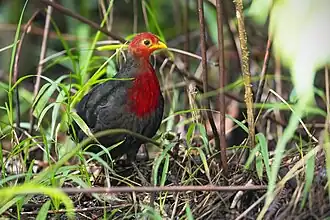 Description de cette image, également commentée ci-après