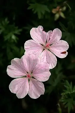 Fleurs de Geranium sanguineum 'Striatum'.