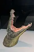 Tête de crocodile naturalisée.