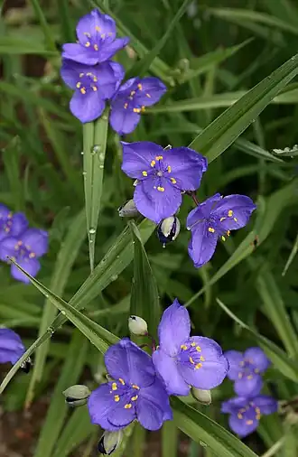 Description de l'image 0 Tradescantia occidentalis - Samoëns (2).JPG.