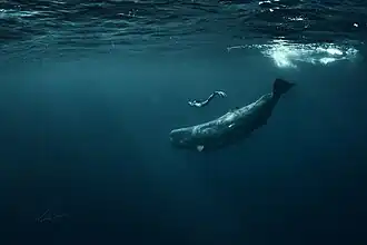 Image illustrative de l’article Plongée en apnée