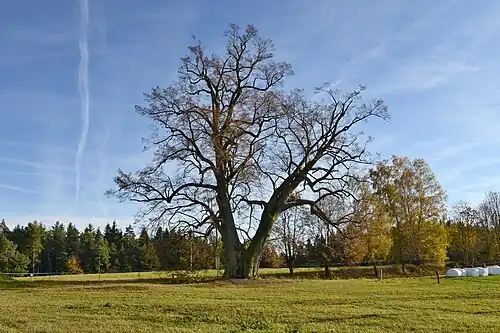 Un tilleul à Lipka.