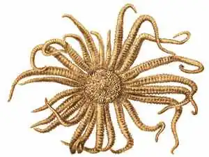 Illustration scientifique issue de l'Expédition du Challenger.