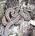 Couple de Vipera aspis zinnikeri (Occitanie, France)