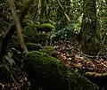 Sous-bois