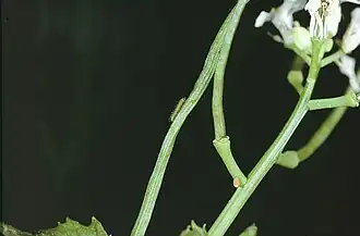 Jeune chenille sur Alliaire ainsi qu'un œuf orangé à la base d'une silique.