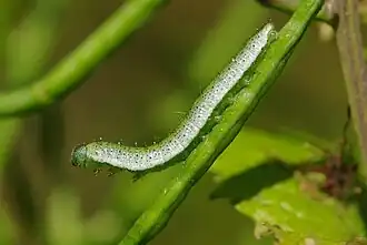Chenille sur sa plante nourricière.
