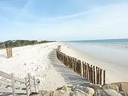 Pieux en bois plantés dans le sable pour tenter d'enrayer le recul de la dune à Cleut Rouz.