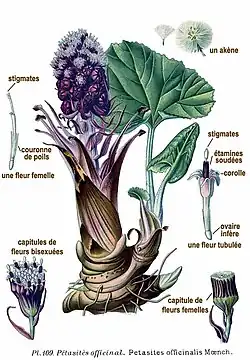 Planche botanique de 1891.