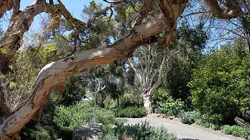Un Melaleuca linariifolia