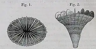 Description de l'image 1880 Moseley Desmophyllum lamprotichum.jpg.
