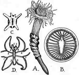 Description de l'image 1911 Britannica-Anthozoa-Cerianthus solitarius.png.