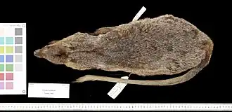 Description de l'image 1923.1.5.19 Skin Dorsal Skins-2 MG 1611-S.jpg.