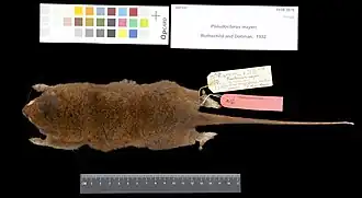 Description de l'image 1939.3076 Skin Dorsal Skins-3 MG 1865-S.jpg.