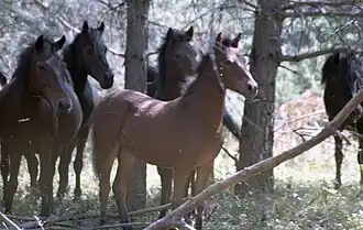 Chevaux de Paranésti, en 1992