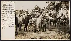 Masques Decaux sur les chevaux