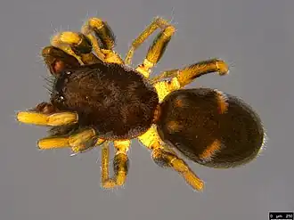 Description de l'image 1a - Queenvic piccadilly Platnick, 2000 (51293951213).jpg.