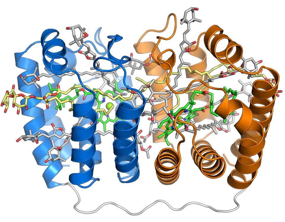 Structure du complexe péridinine-chlorophylle-protéine soluble du dinoflagellé Amphidinium carterae&nbsp;(en). Ce complexe est présent chez de nombreux dinoflagellés photosynthétiques et est structuré autour d'une protéine de forme creuse évoquant une barque avec deux répétitions de huit hélices α (représentées en bleu et en orange) entourant une cavité centrale remplie de pigments photosynthétiques. Chaque segment à huit hélices se lie à une molécule de chlorophylle a (en vert), une molécule de diglycéride (en jaune) et quatre molécules de péridinine (en gris) (PDB&nbsp;1PPR).