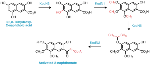 Biosynthèse proposée de la sous-unité 2-naphthonate activée.