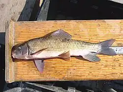 Moxostoma sp.