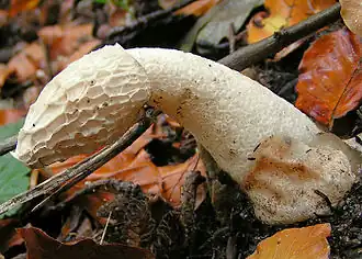 Le Satyre puant (Phallus impudicus) (automnal)