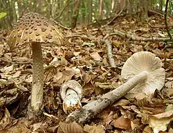 L'amanite impériale (Amanita ceciliae)