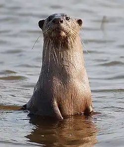 Photo d'une loutre se dressant dans l'eau et moitié émergée.