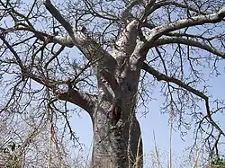Baobab africain (Sénégal).