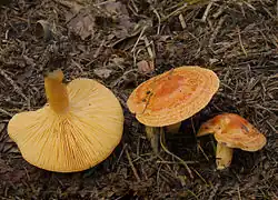 Lactaire des Mélèzes (Lactarius porninsis)