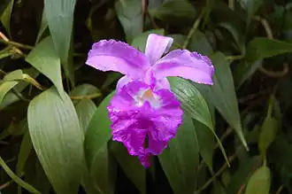 Description de l'image 2007 sobralia macrantha.jpg.