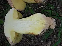 Chair blanchâtre jaunâtre non bleuissante.