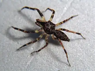 Description de l'image 2008PNG-1763 Allococalodes madidus male.jpg.