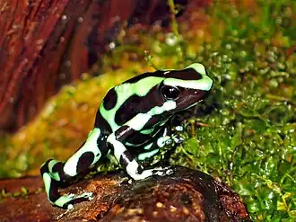 Dendrobates auratus