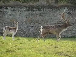 Daims dans la prairie du château.