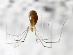 Pholcus phalangioides.