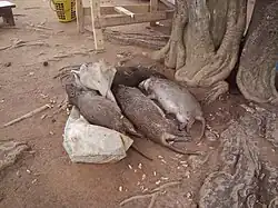 4 gros rat morts près d'un sac de toile