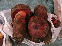 Rubroboletus sinicus.