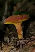 Phylloporus leucomycelinus un bolet à lames