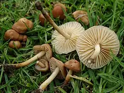 Marasmius oreades (Marasmiaceae)