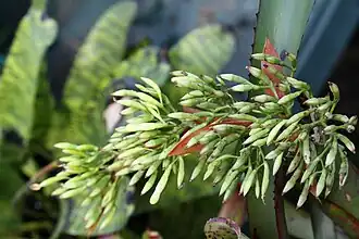 Description de l'image 20100821 aechmea correia-araujoi.jpg.