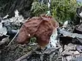 Gyromitra fastigiata
