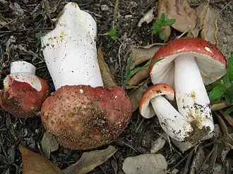 Description de cette image, également commentée ci-après