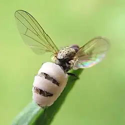 Entomophthora muscae (Entomophthoromycota)