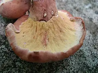 Hyménium envahi par la fructification d'H. lateritius