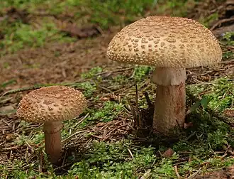 L'amanite rougissante (Amanita rubescens)